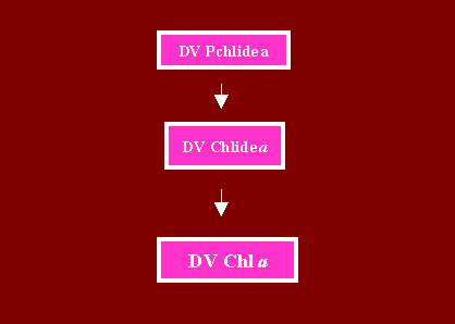 DVDVChla2.GIF - 2.6 K