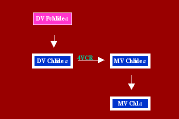 DVMVChla2.GIF - 2.6 K