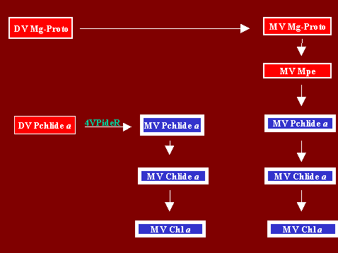 MVMVChla2.GIF - 4.5 K