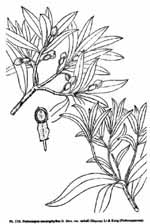 Line drawing