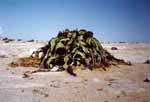 Welwitschia