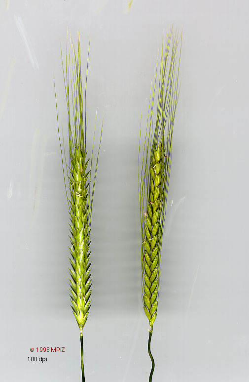 Opiniones de triticum boeoticum