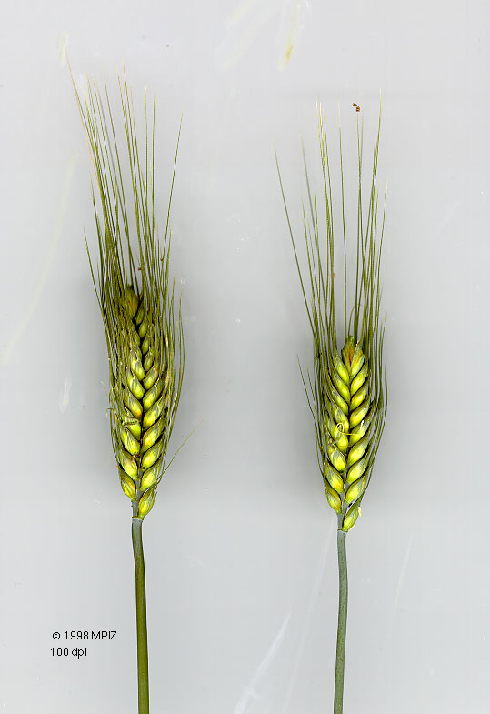 Triticum wrong. Triticum wrong. Triticum zhukovskyi evolution. Triticum wrong. Пшеница двузернянка однозернянка.
