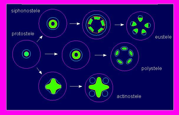 Lon Capa Botany Online Supporting Tissues Supporting Tissues