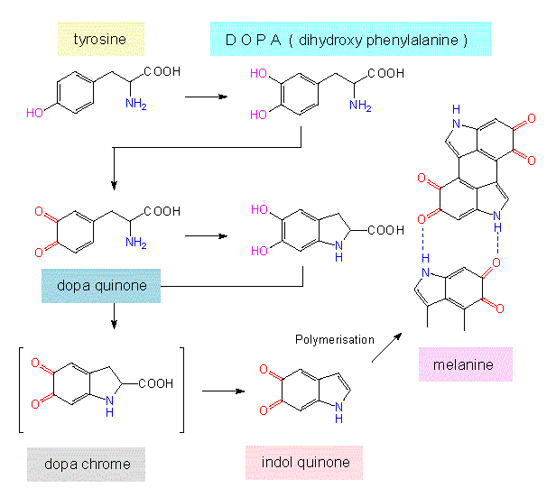 Phenolic Compounds Structure