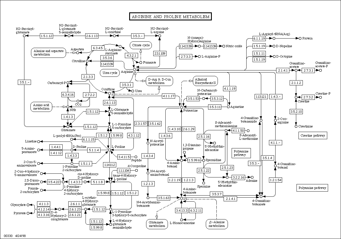 for diagram java KEGG: metabolism proline Arginine and CAPA Standard LON for diagram java KEGG: metabolism proline Arginine and CAPA Standard LON