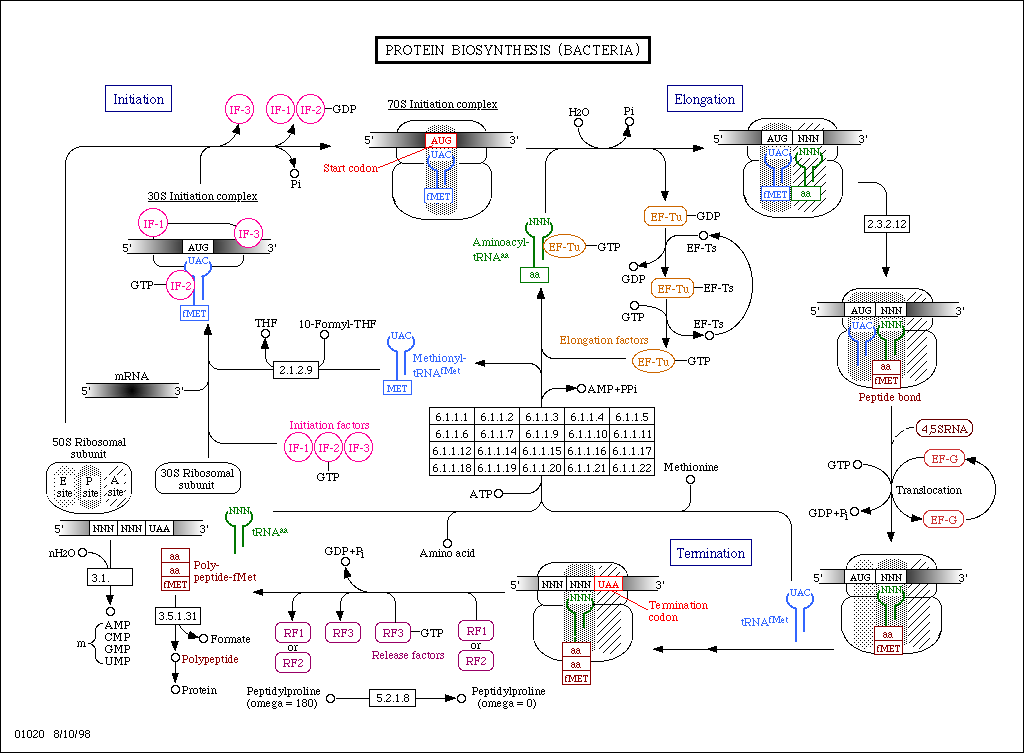 LON-CAPA KEGG: Protein Biosynthesis (bacteria) - Standard Metabolic Pathway