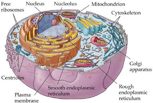 LON-CAPA Cell Cartoon from Life