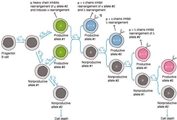 LON-CAPA Ig Cascade And B Cell Maturation