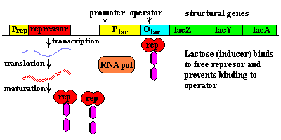 LON-CAPA Model of Lac Operon