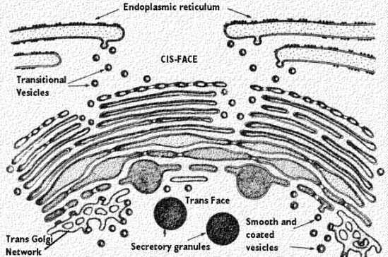 Lon Capa Biology 107 Lecture Notes Cell Structure And Function