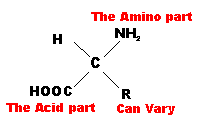 amino