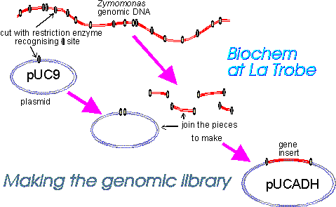 Gene library