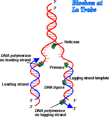 strand of dna