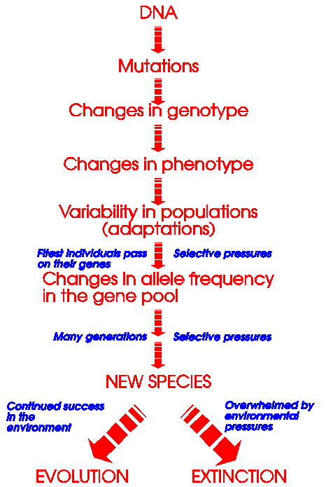 Evolution summary flow