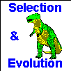 Selection & Evolution