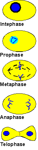 Mitosis