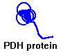 PDH proteiin