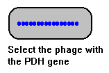Phage with PDH