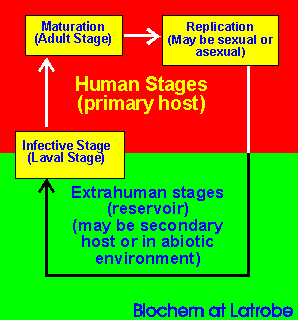 Parasite Lige cycle diagram