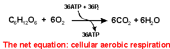 chart photosynthesis respiration between flow and cellular diagram and respiration cellular photosynthesis