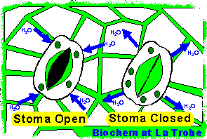 Guard cells/stomata open/closed