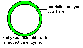 yeast plasmid