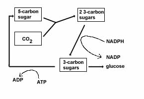 reactions of photosynthesis reactions of photosynthesis