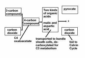 LON-CAPA Photosynthesis