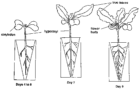 Lifecycle days 4-9