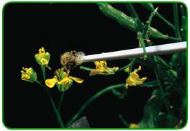 Pollination with bee on a stick