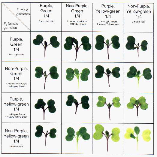 Results of Dihybrid cross