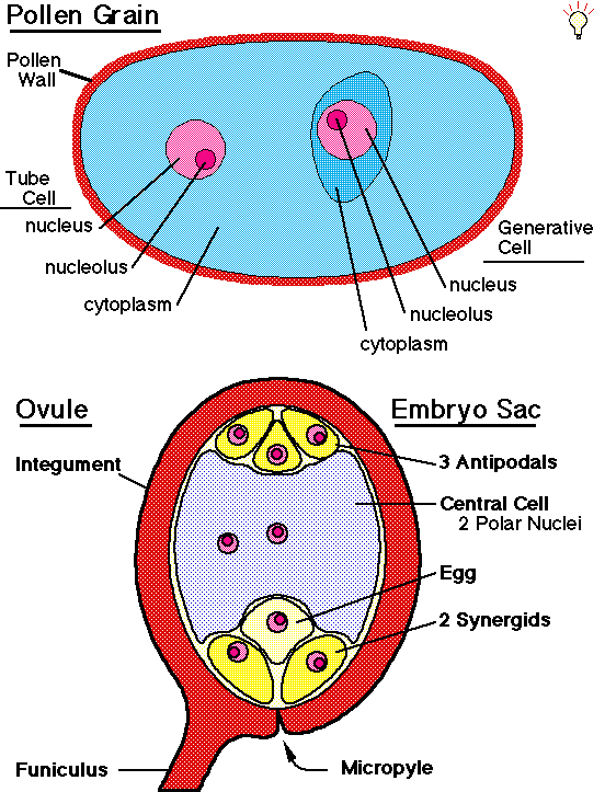 Pollen Grain Diagram