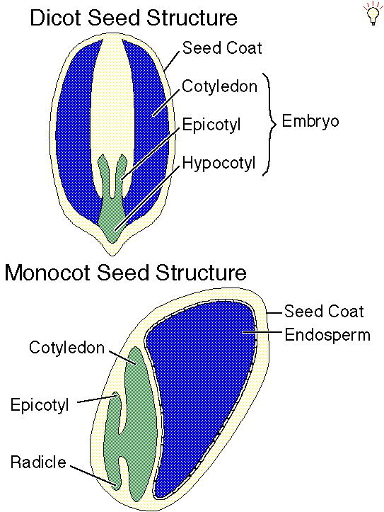 germination of seeds. Seed Germination