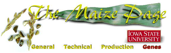 Banner for the Maize Page Genes and Germplasm Information Section