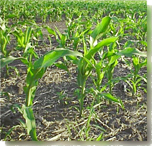 Young corn plants in reduced tillage field