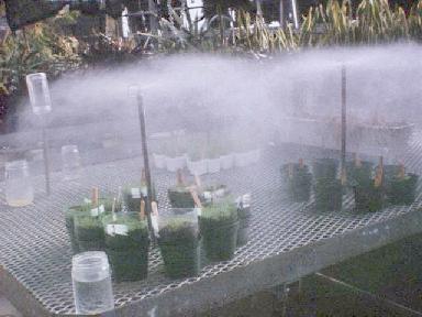 Plants on the misting bench