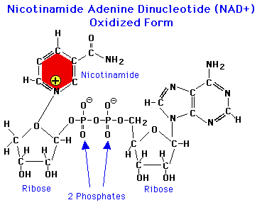 NAD oxidized form