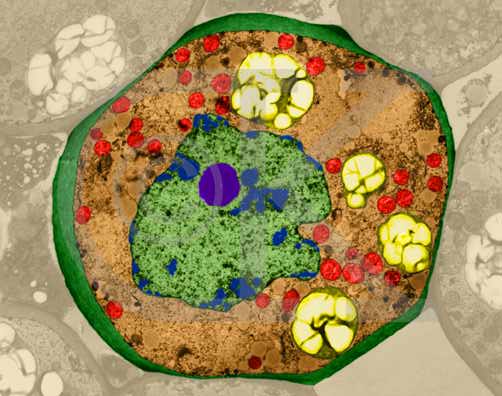 simple animal cell with labels. Thick animal-cell-