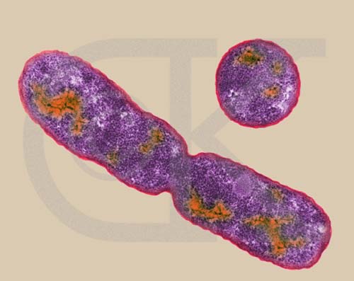 animal cell undergoing mitosis. chloes animal cell see fig