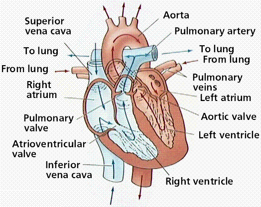 arteries of heart diagram. Artery carrying oxygen-poor