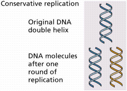replication fork animation semiconservative replication