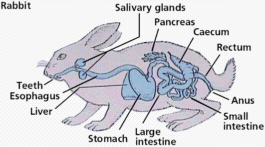 LON-CAPA the digestive system