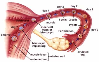 LON-CAPA the REPRODUCTIVe system