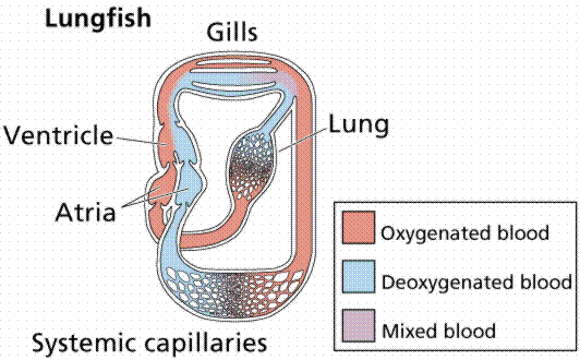 LON-CAPA CIRCULATORY SYSTEMS