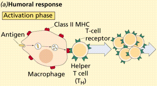 Lymphocytes Producing Antibodies. Human T-lymphocyte (SEM x12