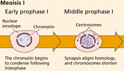 animal cell undergoing mitosis. MITOSIS STAGES IN ANIMAL CELLS