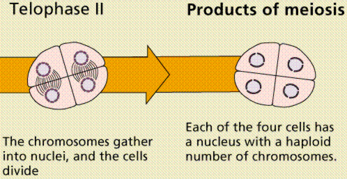 meiosis and mitosis. to Telophase of mitosis.