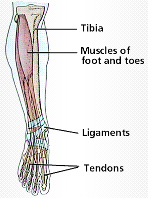 LON-CAPA Muscular and Skeletal Systems