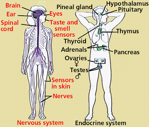 LON-CAPA ANIMAL ORGAN SYSTEMS